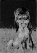 Lion Love Couple Canvas Wall Art