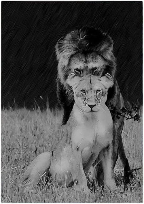 Lion Love Couple Canvas Wall Art